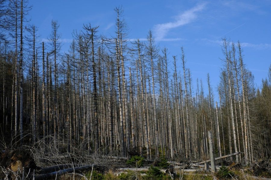 kranker Wald